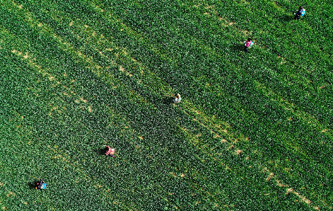 微視頻：這就是追趕春天的中國(guó)