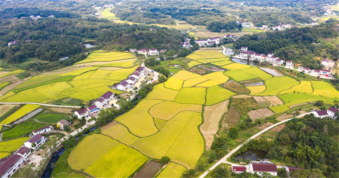 秋染大別山 醉美豐收季