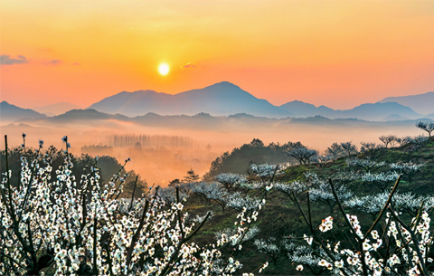 梅花開(kāi) 春意濃