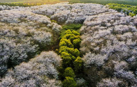 【“飛閱”中國(guó)】櫻花如雪 鄉(xiāng)村似錦