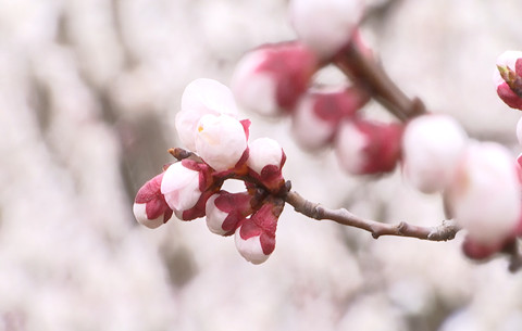 朵朵杏花迎風開