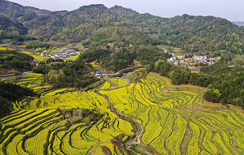 最是一年春好處｜皖南梯田披“金”妝