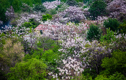 最是一年春好處｜繁花深處有人家