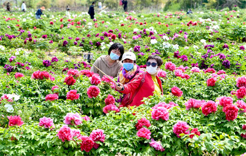 安徽亳州：牡丹花盛開(kāi)引客來(lái)