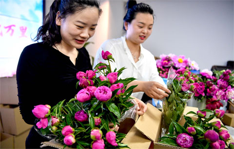 安徽亳州：芍花郵寄 香飄萬(wàn)里