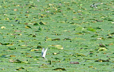 【“飛閱”中國】芡實滿塘水鳥飛