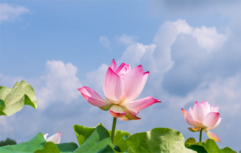 瞧，太空蓮開花了!