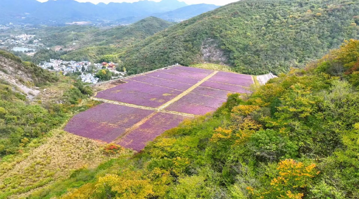 安徽銅陵：銅草花兒開 礦區(qū)變“花海”