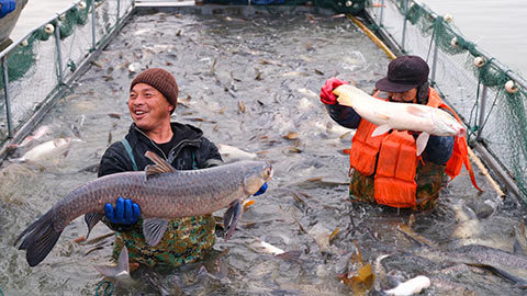 新春走基層：魚(yú)躍人歡豐收年