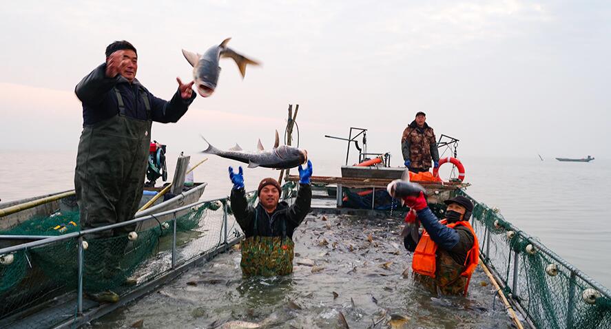 魚(yú)躍人歡豐收年