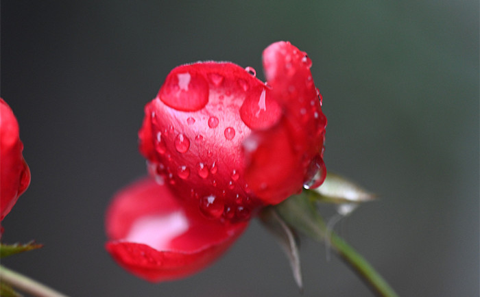 草木發(fā)芽 雨潤(rùn)花開(kāi)