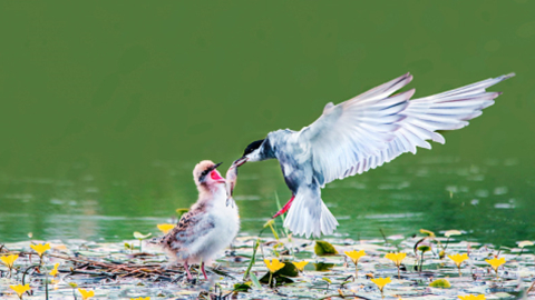 蒙洼濕地鳥兒歡