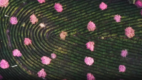 櫻花爛漫 茶園如畫(huà)